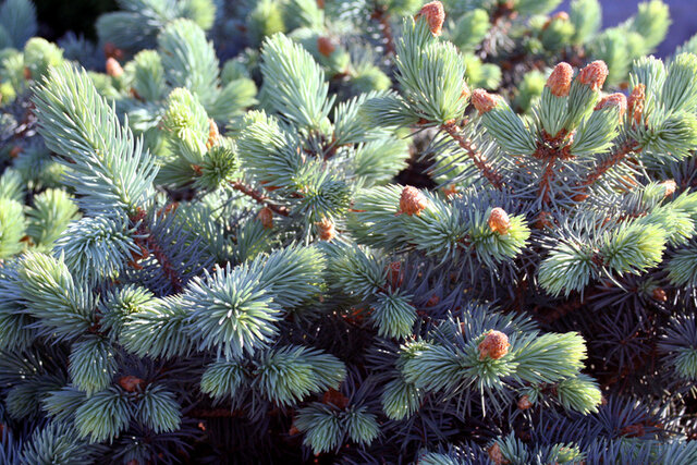 Blue Spruce (Pinus pungens glauca) Thumbnail