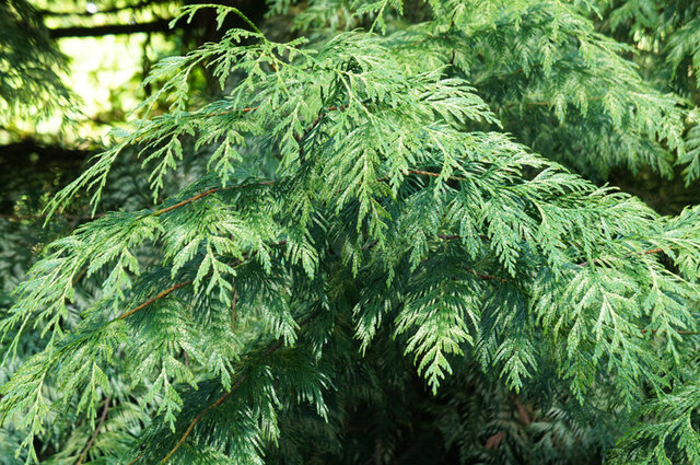 Lawson Cypress (Chamaecyparis lawsonianna) Thumbnail