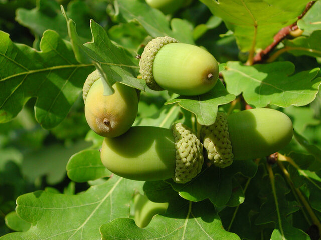 Pedunculate Oak (Quercus robur) Thumbnail
