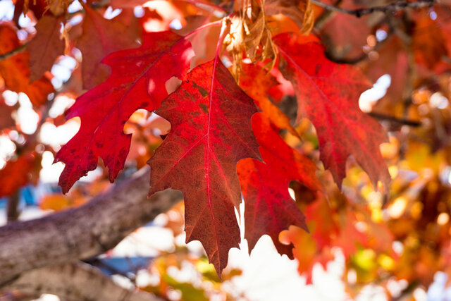 Red Oak (Quercus rubra) Thumbnail