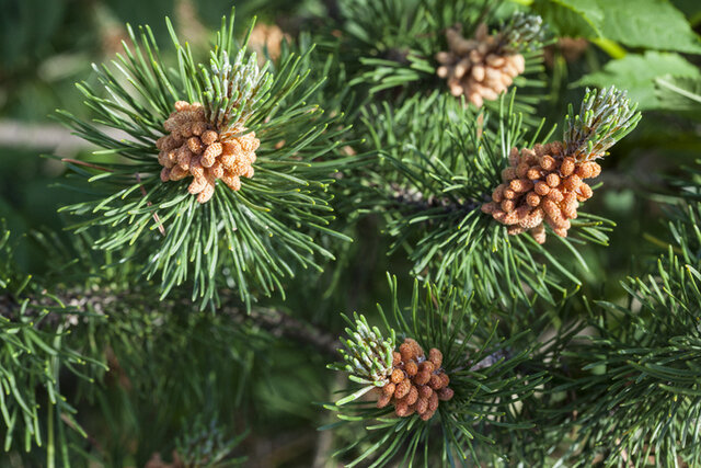 Scots Pine (Pinus sylvestris Scotica) Thumbnail