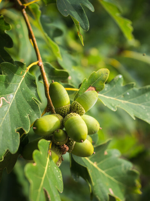 Sessile Oak (Quercus petraea) Thumbnail