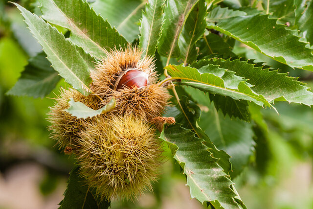 Sweet Chestnut (Castanea sativa) Thumbnail