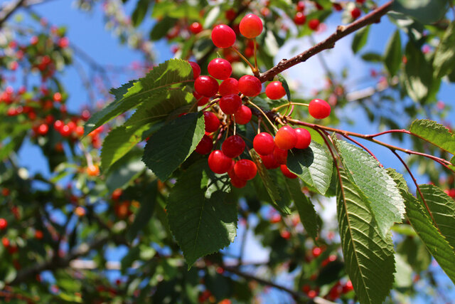 Wild Cherry (Prunus avium) Thumbnail