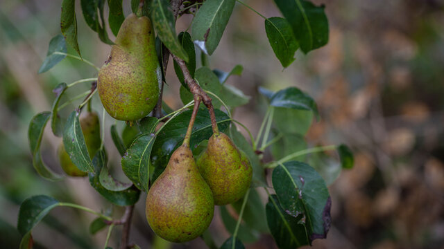 Wild Pear (Pyrus communis) Thumbnail