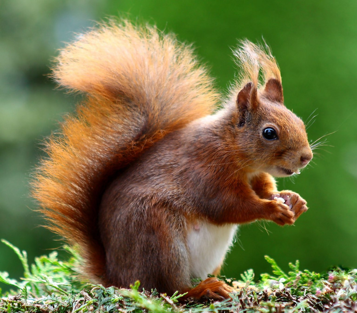 A red squirrel with a fluffy tail stands on a mossy surface, eating with its tiny paws.