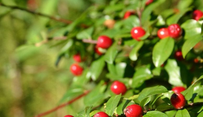 Red berries and green leaves on a bush, with a focus on the berries in the foreground and a blurred background.