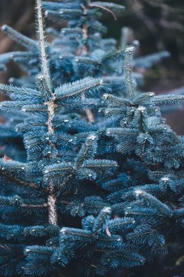 Close-up of a blue spruce tree with sharp needles and frost highlights, showing the detailed texture and pattern of the branches.