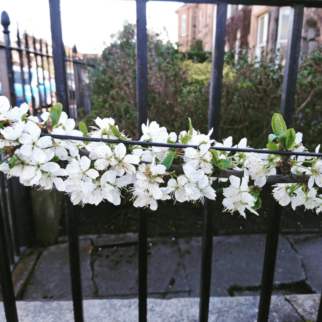 White blossoms on a branch draped over black metal fence, with buildings and a clear sky in the background.